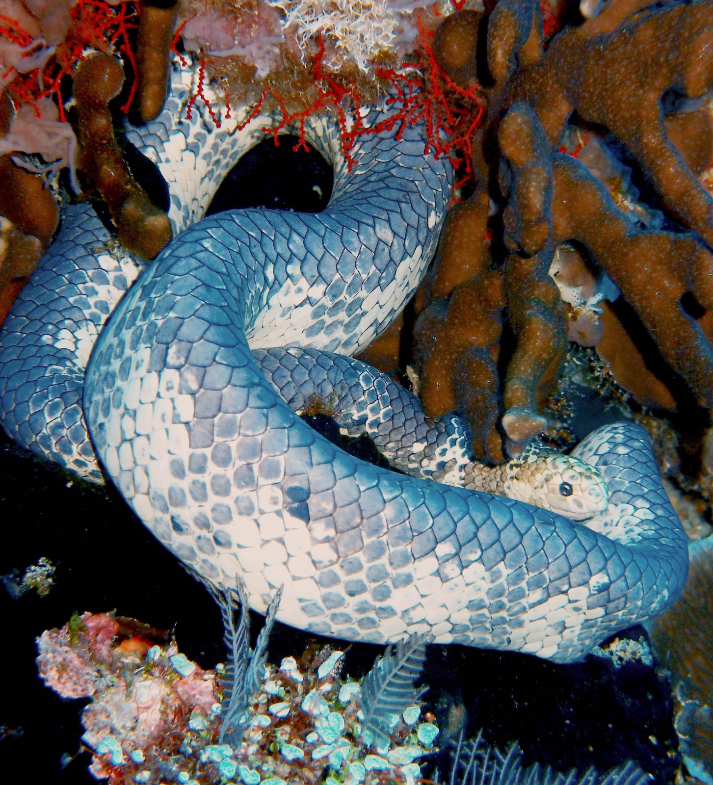Turtleheaded Seasnake